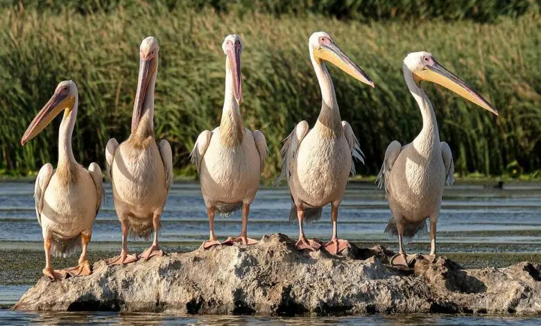 Enormes olas destruyen rápidamente el hielo y los ecosistemas del Océano Ártico 1 Enormes olas destruyen rápidamente el hielo y los ecosistemas del Océano Ártico