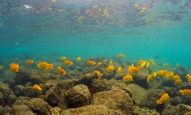 Las olas de calor marinas están en aumento. ¿Qué son estas aguas calientes? 1 Las olas de calor marinas están en aumento. ¿Qué son estas aguas calientes?