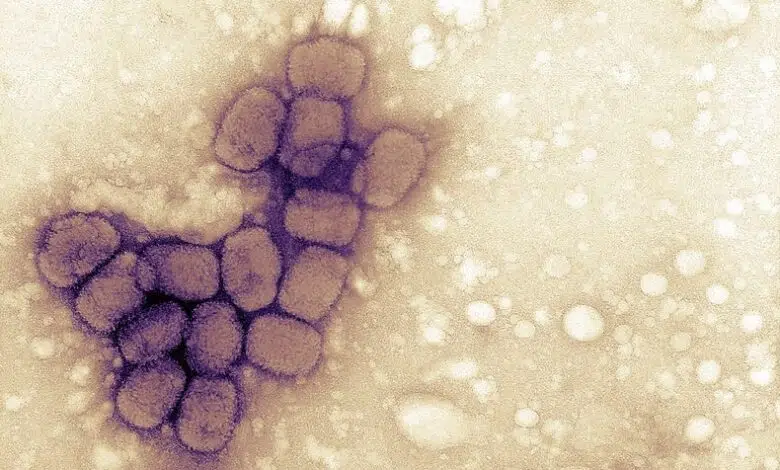 Las vacunas no necesitan detener completamente la propagación de COVID para contener la pandemia 1 Las vacunas no necesitan detener completamente la propagación de COVID para contener la pandemia