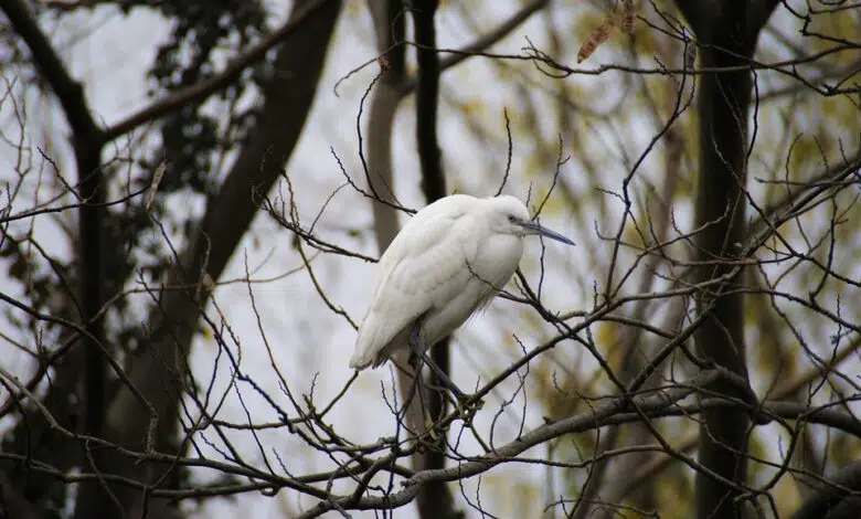 Los cambios en las corrientes del océano Pacífico ralentizan el calentamiento global 1 Los cambios en las corrientes del océano Pacífico ralentizan el calentamiento global