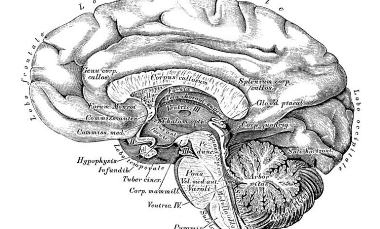Los escáneres cerebrales pueden revelar el apetito por el riesgo 1 Los escáneres cerebrales pueden revelar el apetito por el riesgo