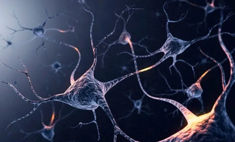 Transferencia de memoria entre caracoles, desafiando las teorías estándar de cómo recuerda el cerebro 1 Transferencia de memoria entre caracoles, desafiando las teorías estándar de cómo recuerda el cerebro