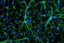 ¿Los cerebros adultos realmente desarrollan nuevas neuronas?