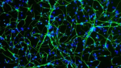 ¿Los cerebros adultos realmente desarrollan nuevas neuronas?