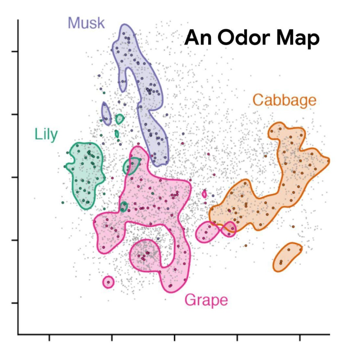 La IA predice qué sustancias químicas olerán los humanos 2 Ilustración de un mapa de olores (almizcle, lirio, col y uva)