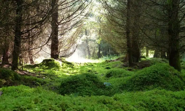 Cómo ayudar a prevenir la deforestación en la Amazonía 1 Cómo ayudar a prevenir la deforestación en la Amazonía