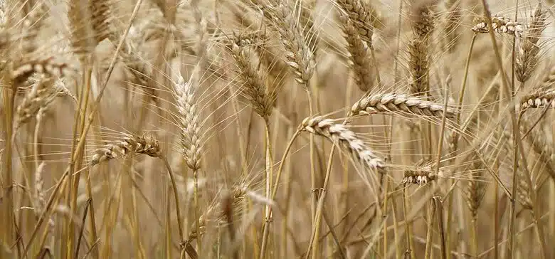 Cómo los zoológicos adquieren especies en peligro de extinción 1 Cómo los zoológicos adquieren especies en peligro de extinción