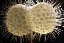 A model of a radiolarian at the Smithsonian Museum of Natural History looks like a pair of spiky off-white spheres.