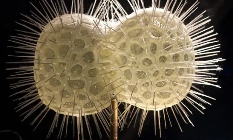 Después de la "gran muerte", la vida en la Tierra tarda millones de años en recuperarse. Ahora, los científicos saben por qué. 1 A model of a radiolarian at the Smithsonian Museum of Natural History looks like a pair of spiky off-white spheres.