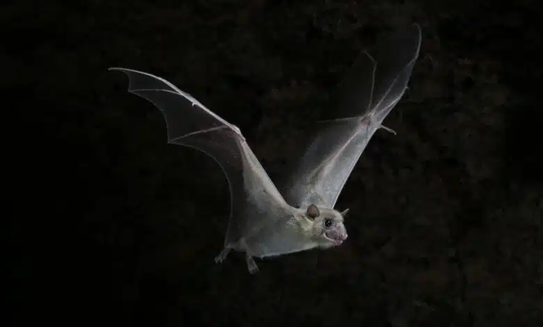 Los bebés murciélago pueden aprender diferentes dialectos 1 Los bebés murciélago pueden aprender diferentes dialectos