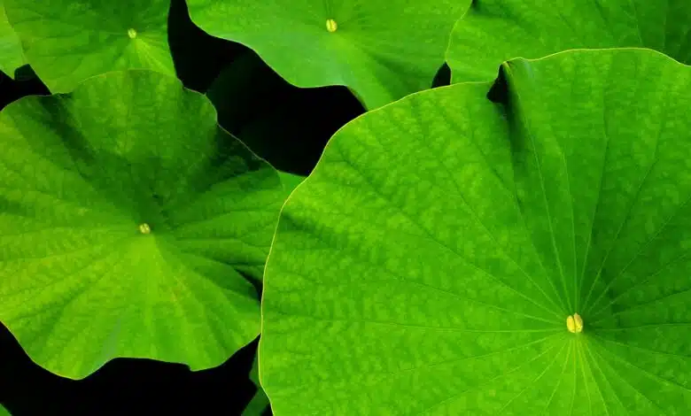Raro Ili pika fotografiado por primera vez en 20 años 1 Raro Ili pika fotografiado por primera vez en 20 años