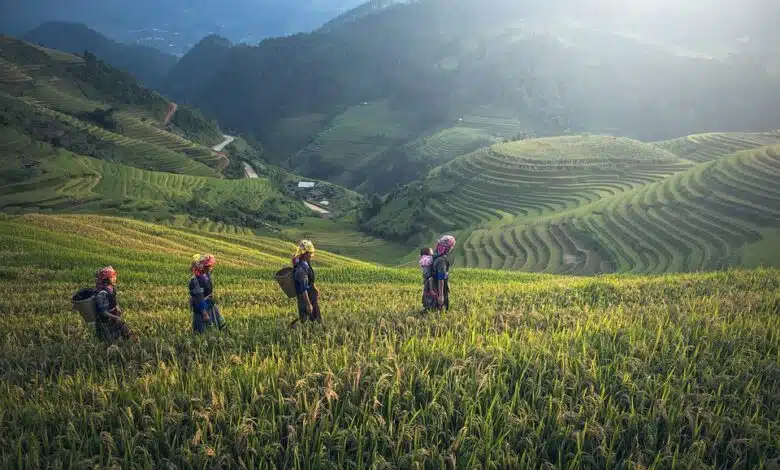 Sorprendente descubrimiento: Hallan ave casi extinta en Japón 1 Sorprendente descubrimiento: Hallan ave casi extinta en Japón