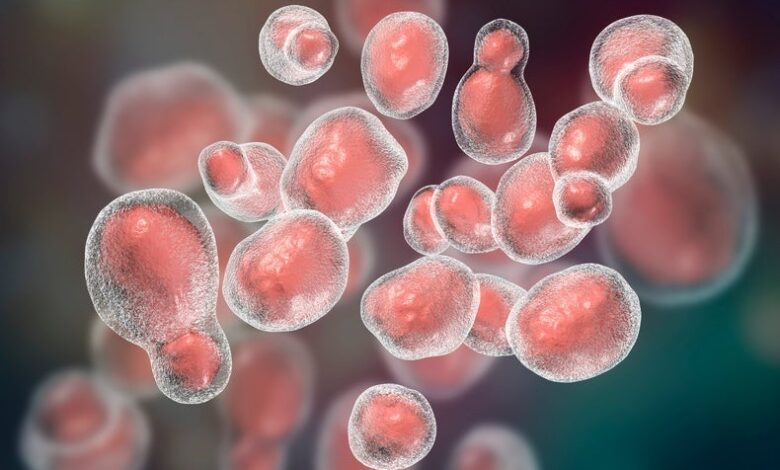 Tsunami puede desencadenar un brote de hongos en el noroeste del Pacífico 1 Tsunami puede desencadenar un brote de hongos en el noroeste del Pacífico