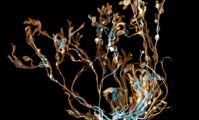 5 formas sorprendentes en que las algas impulsan la innovación 1 5 formas sorprendentes en que las algas impulsan la innovación