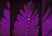 New videos shows bright flashes running down the spine of a shameplant leaf as its leaflets begin to close up. The flashes are given off by calcium ions released as electric signals are recieved by tiny organs called pulvini.