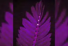 New videos shows bright flashes running down the spine of a shameplant leaf as its leaflets begin to close up. The flashes are given off by calcium ions released as electric signals are recieved by tiny organs called pulvini.