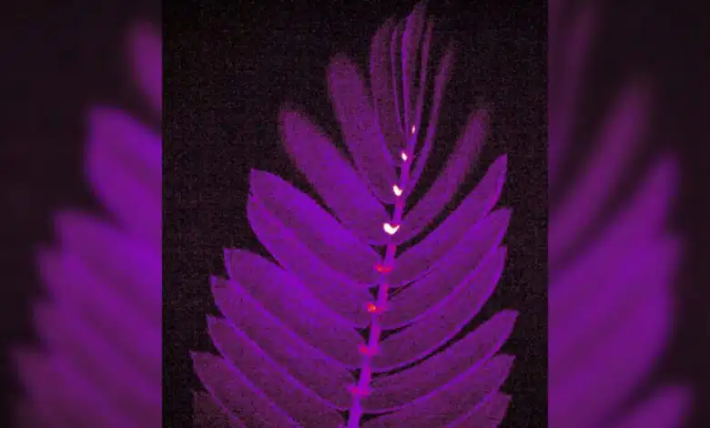 Los destellos fluorescentes revelan el secreto cerrado de la hoja de la planta 'no me toques' 1 New videos shows bright flashes running down the spine of a shameplant leaf as its leaflets begin to close up. The flashes are given off by calcium ions released as electric signals are recieved by tiny organs called pulvini.