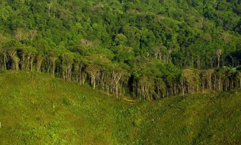 Por qué es importante la deforestación y qué podemos hacer para detenerla