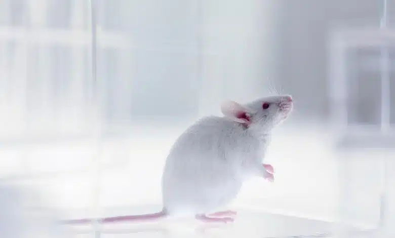 Sexualidad en experimentos de drogas para fiestas - Ratones 1 Sexualidad en experimentos de drogas para fiestas - Ratones