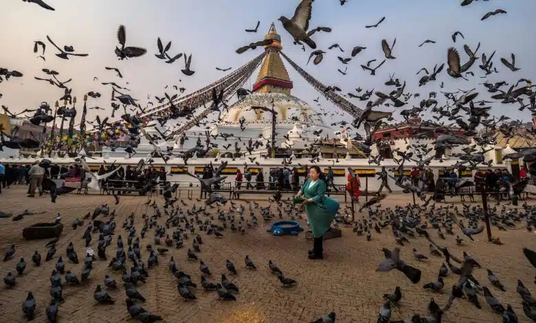 ¿Qué le sucede a tu cerebro cuando ves un pájaro en la naturaleza? 1 ¿Qué le sucede a tu cerebro cuando ves un pájaro en la naturaleza?