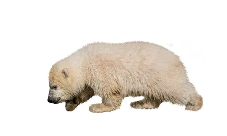 La cumbre climática de Biden será un juego de ajedrez 1 La cumbre climática de Biden será un juego de ajedrez