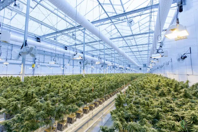 cannabis greenhouse hydroponics