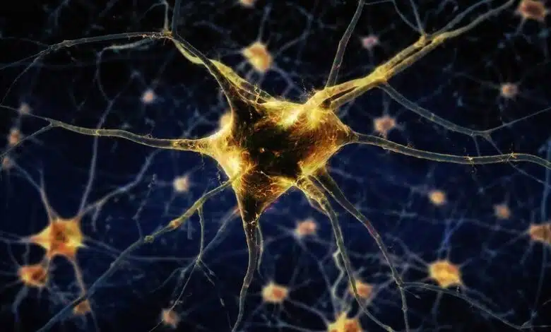 Método para mapear etiquetas de ADN revela nuevos tipos de neuronas 1 Método para mapear etiquetas de ADN revela nuevos tipos de neuronas