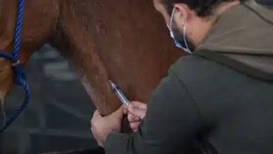 Costa Rica se prepara para probar anticuerpos de caballo como tratamiento económico contra el COVID-19
