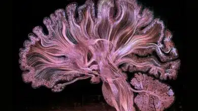 Mira cómo el cerebro humano cobra vida en esta impresionante obra de arte.