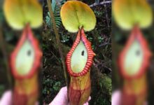 Here we see the pitcher plant Nepenthes macrophylla with animal droppings stuck on the side of its tubular trap.