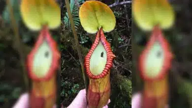 Here we see the pitcher plant Nepenthes macrophylla with animal droppings stuck on the side of its tubular trap.