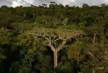 El árbol sagrado de Madagascar enfrenta una amenaza existencial en un mundo cambiante