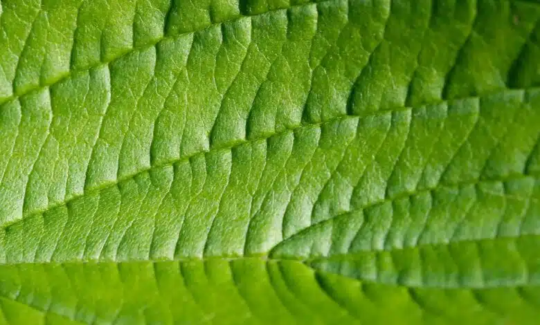 La 'hoja biónica' aprovecha la luz solar para producir combustible 1 La 'hoja biónica' aprovecha la luz solar para producir combustible