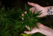 Obtenga un título de cannabis