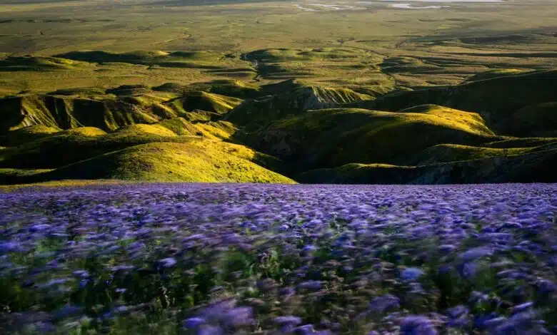 ¿Qué es un Super Blossom? ¿Cómo lo piensas responsablemente? 1 ¿Qué es un Super Blossom? ¿Cómo lo piensas responsablemente?