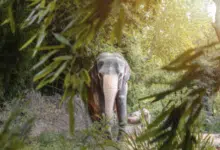 an elephant in the safari