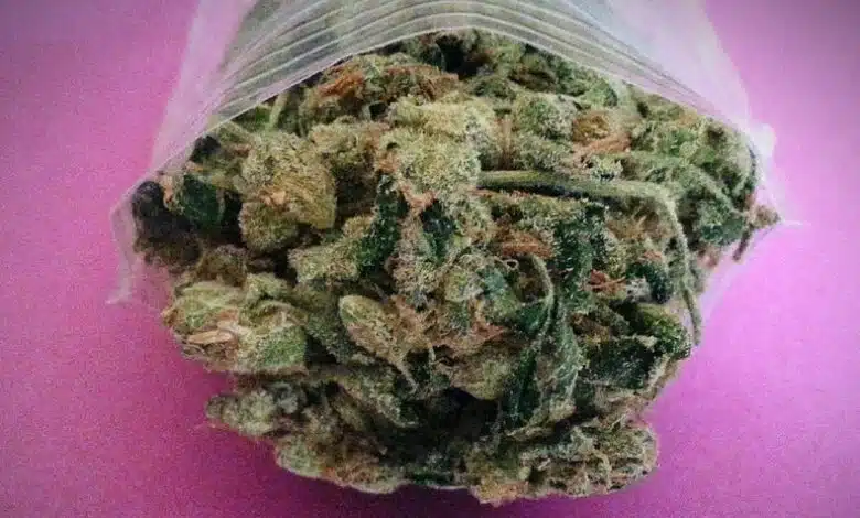 El cannabis puede estimular, no aburrir, el envejecimiento de los cerebros 1 El cannabis puede estimular, no aburrir, el envejecimiento de los cerebros