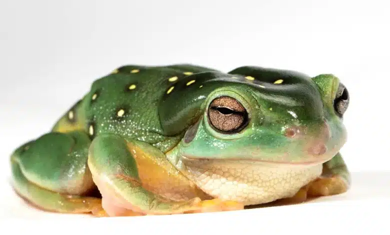 La energía solar en la azotea aumenta los precios de las viviendas en múltiples mercados 1 La energía solar en la azotea aumenta los precios de las viviendas en múltiples mercados