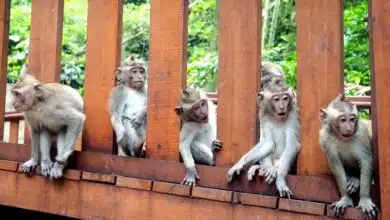 Los monos tienen una red cerebral dedicada para evaluar el comportamiento de otras personas.