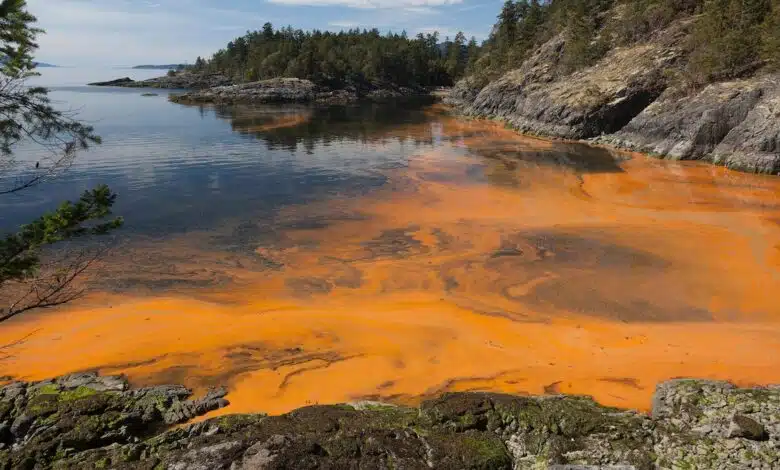 Marea roja y floraciones de algas, hechos e información 1 Marea roja y floraciones de algas, hechos e información