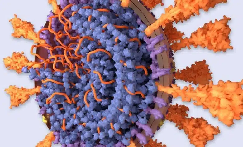 Dentro del coronavirus - Scientific American