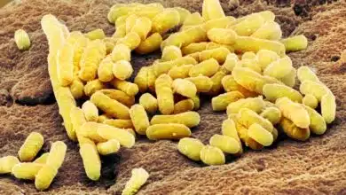 Cómo las bacterias intestinales le dicen a su anfitrión qué comer