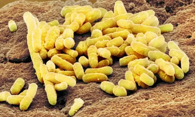 Cómo las bacterias intestinales le dicen a su anfitrión qué comer 1 Cómo las bacterias intestinales le dicen a su anfitrión qué comer