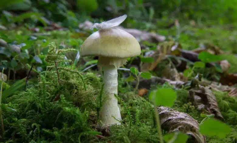 El hongo más letal del mundo conquistó California con un ejército de clones, según un estudio 1 The deathcap mushroom (Amanita phalloides), a small, green-tinged mushroom, sprouting from a forest floor. A feather rests on its cap.