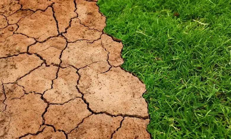 Introducción a las ranas de caña, ranas de juncia y ranas de lirio 1 Introducción a las ranas de caña, ranas de juncia y ranas de lirio