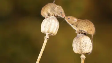 La contaminación lumínica puede matar roedores en cuestión de días 10 mice kissing on a poppy seed branch