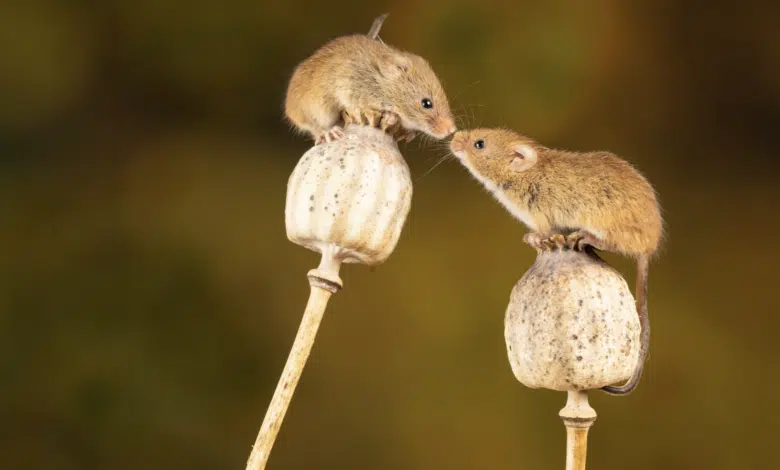 La contaminación lumínica puede matar roedores en cuestión de días 1 mice kissing on a poppy seed branch