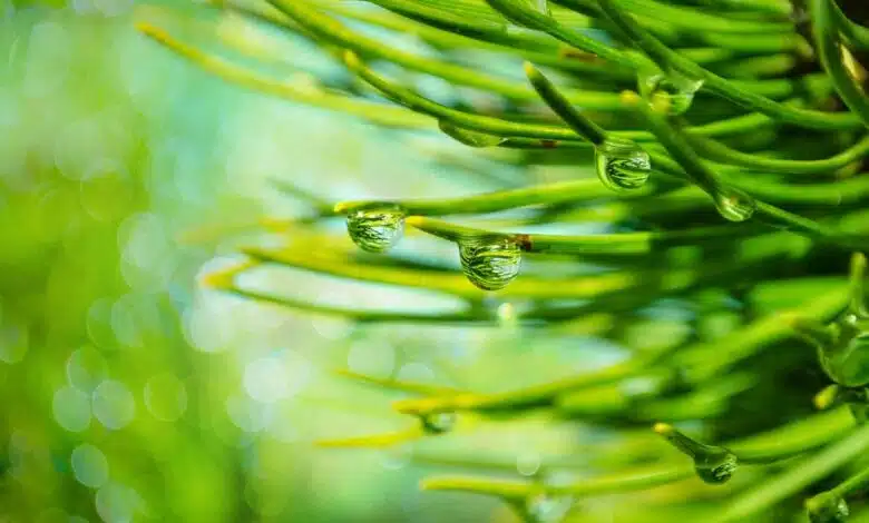 Los bosques tropicales pagan el precio de la fiebre del oro 1 Los bosques tropicales pagan el precio de la fiebre del oro