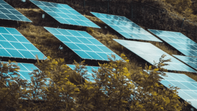 solar energy in the trees