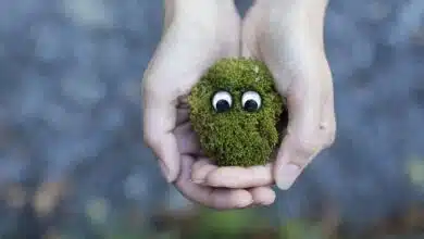 Instantánea de especies festivas: musarañas de la isla de Navidad 1 Instantánea de especies festivas: musarañas de la isla de Navidad